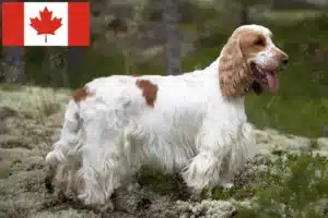 Lees meer over het artikel Engelse Cocker Spaniel fokkers en pups in Canada