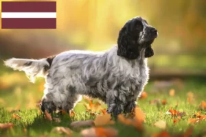 Lees meer over het artikel Engelse Cocker Spaniel fokkers en pups in Letland