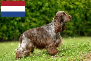 Lees meer over het artikel Engelse Cocker Spaniël fokkers en pups in Nederland