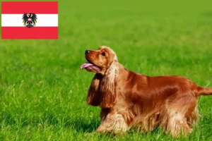 Lees meer over het artikel Engelse Cocker Spaniel fokkers en pups in Oostenrijk