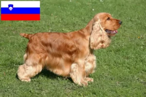 Lees meer over het artikel Engelse Cocker Spaniel fokkers en pups in Slovenië