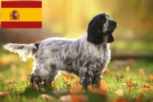 Lees meer over het artikel Engelse Cocker Spaniel fokkers en puppies in Spanje