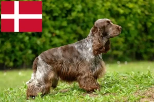 Lees meer over het artikel Engelse Cocker Spaniel fokkers en pups in Denemarken