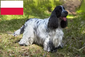 Lees meer over het artikel Engelse Cocker Spaniel fokkers en pups in Polen