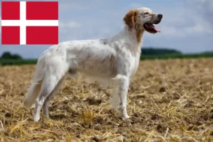 Lees meer over het artikel Engelse Setter fokkers en pups in Denemarken