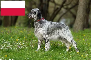 Lees meer over het artikel Engelse Setter fokkers en pups in Polen