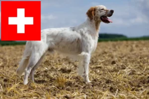 Lees meer over het artikel Engelse Setter fokkers en pups in Zwitserland