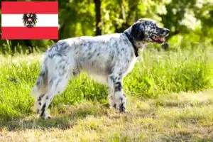 Lees meer over het artikel Engelse Setter fokkers en pups in Oostenrijk