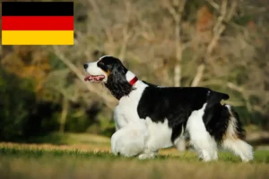 Lees meer over het artikel Engelse Springer Spaniël fokkers en pups in Duitsland