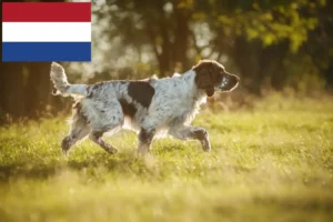 Lees meer over het artikel Engelse Springer Spaniël fokkers en pups in Nederland