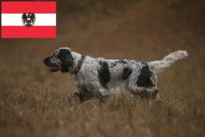 Lees meer over het artikel Engelse Springer Spaniël fokkers en pups in Oostenrijk