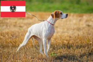 Lees meer over het artikel Engelse Pointer fokkers en pups in Oostenrijk