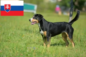 Lees meer over het artikel Entlebuch Sennenhondenfokker en Puppies in Slowakije