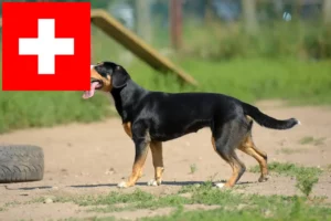 Lees meer over het artikel Entlebuch Sennenhonden fokkers en pups in Zwitserland