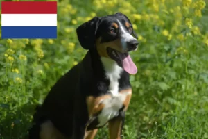 Lees meer over het artikel Entlebuch Sennenhondenfokker en Puppies in Nederland