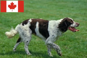 Lees meer over het artikel Épagneul français fokkers en pups in Canada