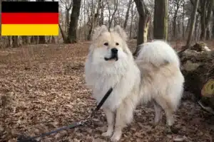 Lees meer over het artikel Eurasier fokkers en pups in Duitsland