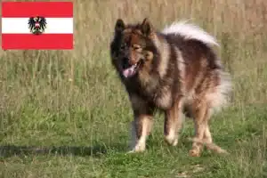 Lees meer over het artikel Eurasier fokkers en pups in Oostenrijk