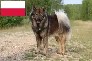 Lees meer over het artikel Eurasier fokkers en pups in Polen