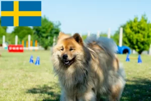 Lees meer over het artikel Eurasier fokkers en pups in Zweden