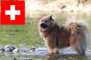 Lees meer over het artikel Eurasier fokkers en pups in Zwitserland