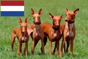 Lees meer over het artikel Fokkers en puppies van Faraohonden in Nederland