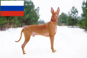 Lees meer over het artikel Fokkers en puppies van farao honden in Rusland