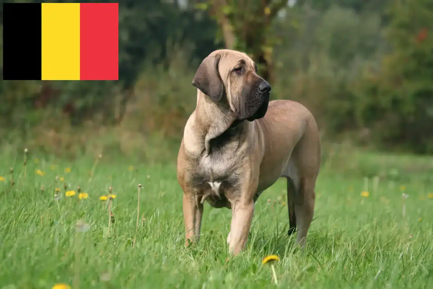 Lees meer over het artikel Fila Brasileiro fokkers en pups in België