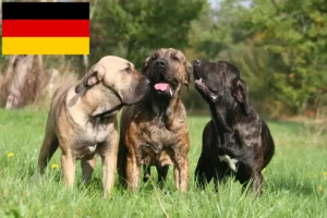 Lees meer over het artikel Fila Brasileiro fokkers en pups in Duitsland