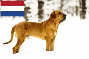 Lees meer over het artikel Fila Brasileiro fokkers en pups in Nederland