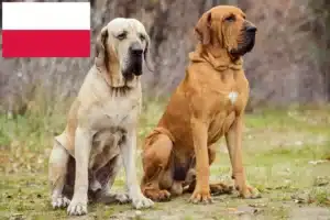 Lees meer over het artikel Fila Brasileiro fokkers en pups in Polen