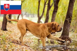 Lees meer over het artikel Fila Brasileiro fokkers en pups in Slowakije