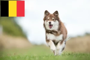 Lees meer over het artikel Finse Lapfund fokkers en pups in België