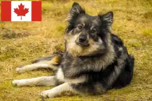 Lees meer over het artikel Finse Lapfund fokkers en pups in Canada