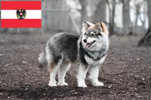 Lees meer over het artikel Finse Lapfund fokkers en pups in Oostenrijk