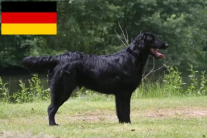 Lees meer over het artikel Flat Coated Retriever fokkers en pups in Duitsland