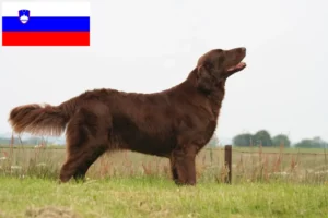 Lees meer over het artikel Flat Coated Retriever fokkers en pups in Slovenië