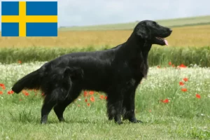 Lees meer over het artikel Flat Coated Retriever fokkers en pups in Zweden