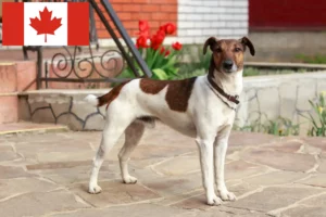 Lees meer over het artikel Fox Terrier fokkers en puppy’s in Canada