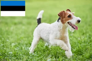 Lees meer over het artikel Fox Terrier fokkers en pups in Estland