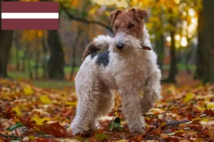 Lees meer over het artikel Fox Terrier fokkers en pups in Letland