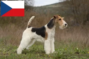 Lees meer over het artikel Fox Terrier fokkers en puppy’s in Tsjechië