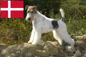 Lees meer over het artikel Fox Terrier fokkers en pups in Denemarken