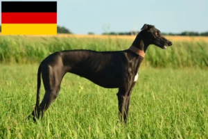 Lees meer over het artikel Galgo Espanol fokkers en pups in Duitsland