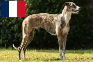 Lees meer over het artikel Galgo Espanol fokkers en pups in Frankrijk