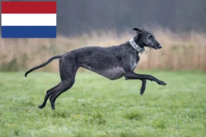 Lees meer over het artikel Galgo Espanol fokkers en pups in Nederland