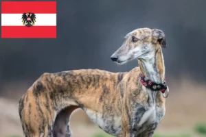 Lees meer over het artikel Galgo Espanol fokkers en pups in Oostenrijk