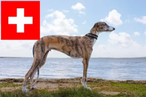 Lees meer over het artikel Galgo Espanol fokkers en pups in Zwitserland