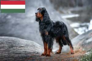 Lees meer over het artikel Gordon Setter fokkers en pups in Hongarije