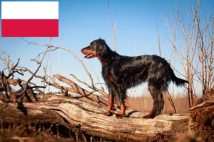 Lees meer over het artikel Gordon Setter fokkers en puppy’s in Polen